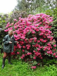 Attēlu rezultāti vaicājumam “rhododendron”