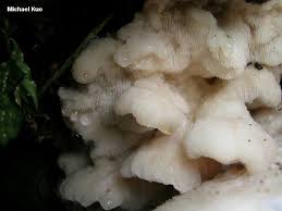 Attēlu rezultāti vaicājumam “Climacodon septentrionalis”