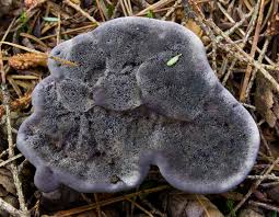 Attēlu rezultāti vaicājumam “Phellodon niger”