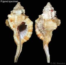 Attēlu rezultāti vaicājumam “Retinia resinella exuvia”