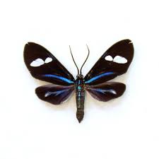 Attēlu rezultāti vaicājumam “Arctiidae”