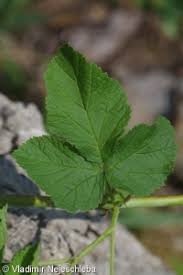 Attēlu rezultāti vaicājumam “Rubus caesius”