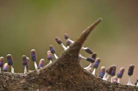 Attēlu rezultāti vaicājumam “Diachea sp.”