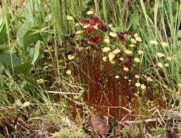 Attēlu rezultāti vaicājumam “Splachnum ampullaceum sporophyte”