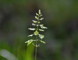 Attēlu rezultāti vaicājumam “Poa trivialis flower”
