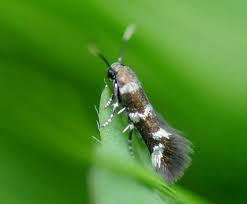 Attēlu rezultāti vaicājumam “Elachistidae”