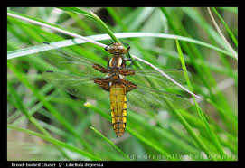 Attēlu rezultāti vaicājumam “Libellula depressa”