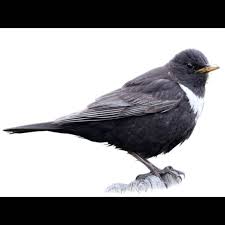 Image result for Turdus torquatus