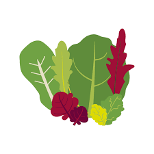 Image result for Pflücksalat