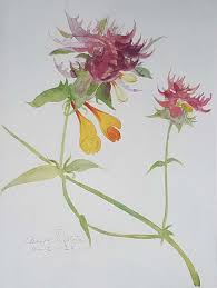 Attēlu rezultāti vaicājumam “Melampyrum nemorosum flower”