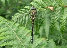 Attēlu rezultāti vaicājumam “Aeshna mixta female”