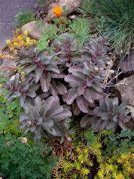Attēlu rezultāti vaicājumam “Hylotelephium telephium flower”