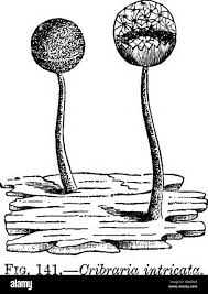 Attēlu rezultāti vaicājumam “Cribraria intricata young”
