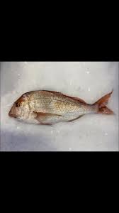 Image result for Pagrus auratus