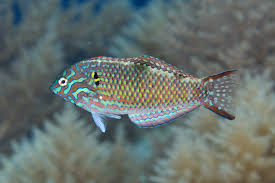 Attēlu rezultāti vaicājumam “Meleagris male”