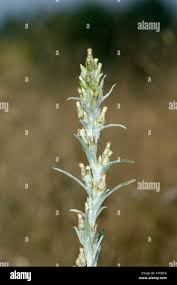 Attēlu rezultāti vaicājumam “Gnaphalium sylvaticum flower”