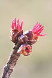Attēlu rezultāti vaicājumam “Acer saccharinum fruit”