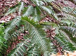 Attēlu rezultāti vaicājumam “Polystichum aculeatum”