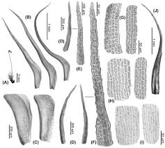Attēlu rezultāti vaicājumam “Rhabdoweisia fugax”