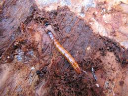 Attēlu rezultāti vaicājumam “Elateridae larva”
