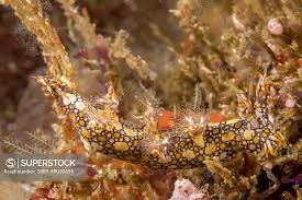 ผลการค้นหารูปภาพสำหรับ Bornella Anguilla