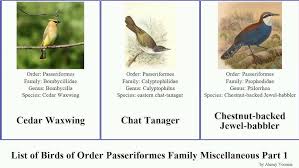 Attēlu rezultāti vaicājumam “Passeriformes”