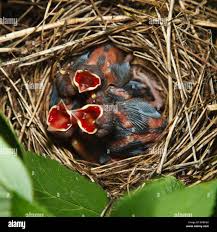Attēlu rezultāti vaicājumam “Sylvia borin nest”