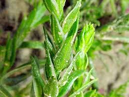 Attēlu rezultāti vaicājumam “Corispermum hyssopifolium”