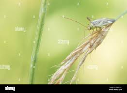 Attēlu rezultāti vaicājumam “Adelphocoris lineolatus imago”