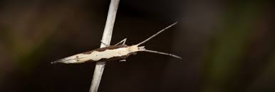 Attēlu rezultāti vaicājumam “Plutellidae”