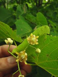 Attēlu rezultāti vaicājumam “Tilia platyphyllos subsp. cordifolia flower”