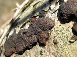 Attēlu rezultāti vaicājumam “Hypoxylon multiforme”