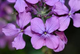 Attēlu rezultāti vaicājumam “Lunaria annua flower”