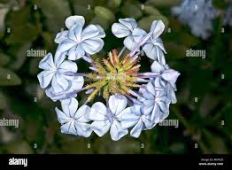 Attēlu rezultāti vaicājumam “Plumbaginaceae”