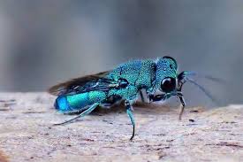 Attēlu rezultāti vaicājumam “Chrysididae”