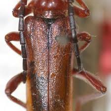 Attēlu rezultāti vaicājumam “Rhamnusium bicolor”