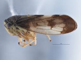 Attēlu rezultāti vaicājumam “Oncopsis sp.”