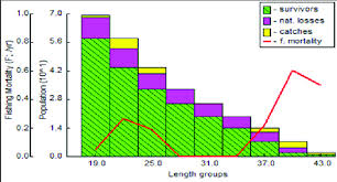 Image result for Chelon ramada