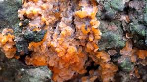 Attēlu rezultāti vaicājumam “Phlebia radiata”