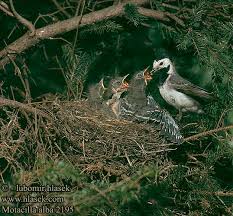 Attēlu rezultāti vaicājumam “Motacilla alba nest”