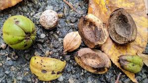 Attēlu rezultāti vaicājumam “Carya ovata fruit”