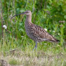 Attēlu rezultāti vaicājumam “Numenius arquata adult”