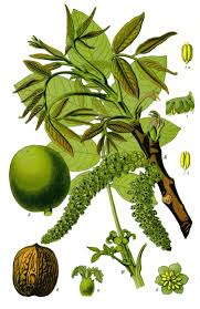 Attēlu rezultāti vaicājumam “Juglans regia fruit”