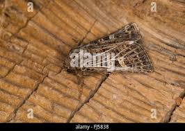 Attēlu rezultāti vaicājumam “Tholera decimalis male”