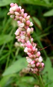 Attēlu rezultāti vaicājumam “Persicaria maculosa”