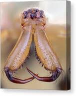 Attēlu rezultāti vaicājumam “Tetragnatha extensa”