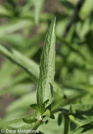 Attēlu rezultāti vaicājumam “Centaurea jacea leaf”