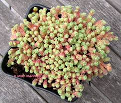 Attēlu rezultāti vaicājumam “Sedum pallidum flower”