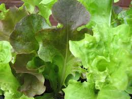 Image result for Pflücksalat