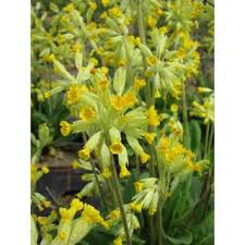 Image result for Himmelschlüssel